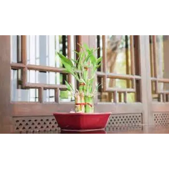 Bamboo Plant
